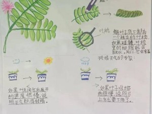 含羞草完整版在线观看：高清无码，精彩不断，让你一次看个够