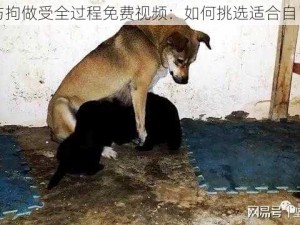 女人与拘做受全过程免费视频：如何挑选适合自己的狗