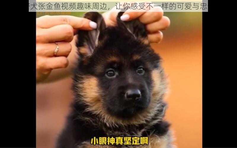 警犬张金鱼视频趣味周边，让你感受不一样的可爱与忠诚